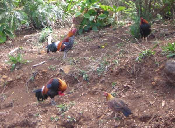 Three wild roosters, bearing bright plumage in orange and blue, splashed with white and violet, and one pastel purple hen, preen and peck on red dirt studded with green plants. Three wild roosters, bearing bright plumage in orange and blue, splashed with white and violet, and one pastel purple hen, preen and peck on red dirt studded with green plants.
