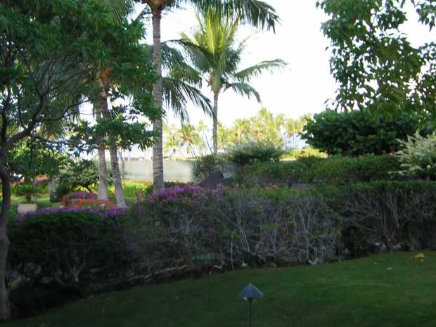 Green lawn in foreground; beyond a green hedge bearing pink flowers a distant stand of palm trees marks the beach