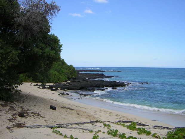 Green leafy vines strewn across white sand beach in the foreground, tall green trees at left, rough black rock spurs jutting into deep blue sea on the right, under a nearly cloudless sky.