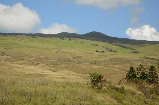 Dry tan and pale green pasture land slopes upward to a dark-green forested summit under blue sky and puffy clouds; a few scrub pine trees stand in the foreground.