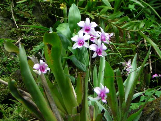 Small flowers with pale pink outer petals and bright purple inner ...